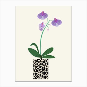 Orchids Canvas Print