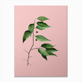 Vintage European Nettle Tree Botanical on Soft Pink n.0062 Canvas Print