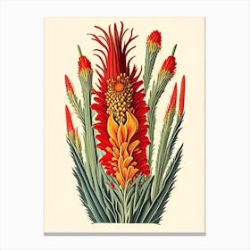 Red Hot Poker Wildflower Vintage Botanical Canvas Print