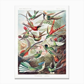 Trochilidae By Ernst Haeckel (1904) Canvas Print