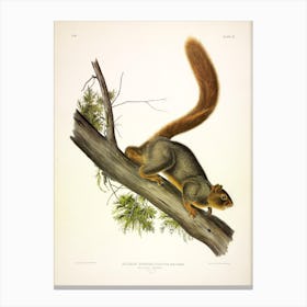  Red Tailed Squirrel, Red Tailed Squirrel Canvas Print