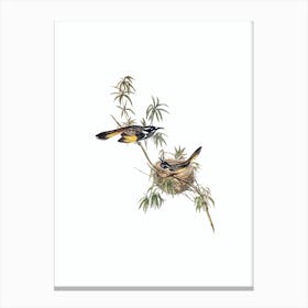 Vintage Long Billed Honeyeater Bird Illustration on Pure White n.0406 Canvas Print