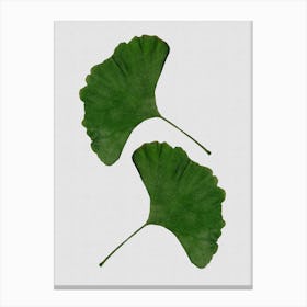 Ginkgo Leaf II Canvas Print