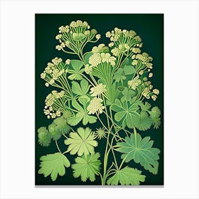 Meadow Rue Wildflower Vintage Botanical Canvas Print