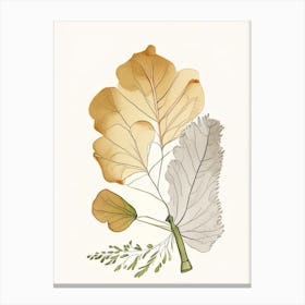 Ginkgo Spices And Herbs Pencil Illustration 1 Canvas Print