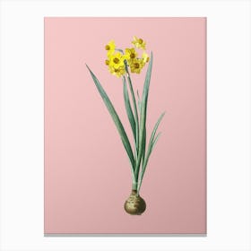 Vintage Daffodil Botanical on Soft Pink n.0876 Canvas Print