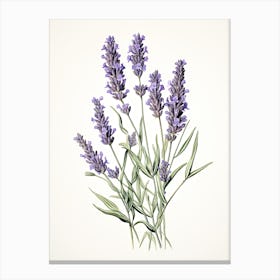 Lavender Vintage Botanical Herbs 3 Canvas Print