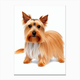 Silky Terrier Illustration dog Canvas Print