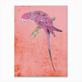 Pink Parrot Canvas Print