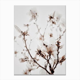 White Magnolia 1 Canvas Print