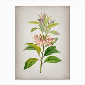 Vintage Chinese New Year Flower Botanical on Parchment n.0843 Canvas Print