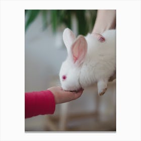 White Rabbit On A Woman'S Hand Canvas Print