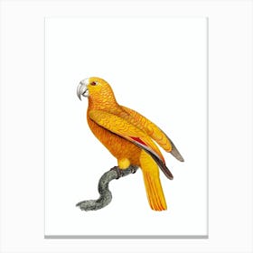 Vintage Parrot Of Paradise Of Cuba Bird Illustration on Pure White Canvas Print