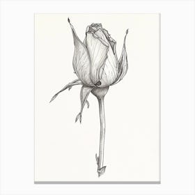 English Rose Blooming Line Drawing 4 Canvas Print