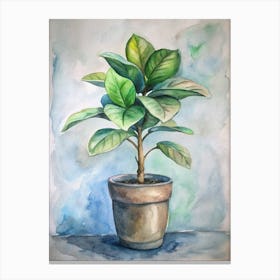 Ficus Canvas Print