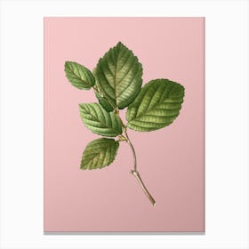 Vintage Witch Hazel Botanical on Soft Pink n.0630 Canvas Print
