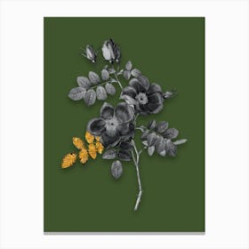 Vintage Austrian Briar Rose Black and White Gold Leaf Floral Art on Olive Green n.0557 Canvas Print