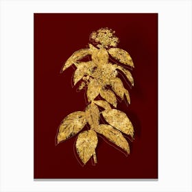 Vintage Laurustinus Botanical in Gold on Red n.0195 Canvas Print