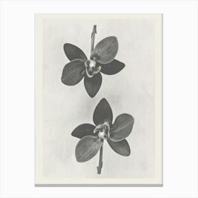 Orchid Flower Photo Collage 3 Canvas Print
