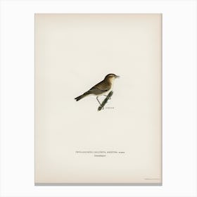 Common Chiffchaff, The Von Wright Brothers Canvas Print