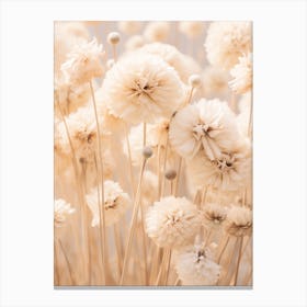 Boho Dried Flowers Scabiosa 1 Canvas Print