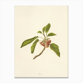 Pomegranate 1 Canvas Print