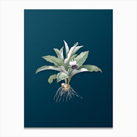 Vintage Kaempferia Angustifolia Botanical Art on Teal Blue n.0460 Canvas Print