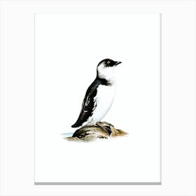 Vintage Little Auk Bird Illustration on Pure White n.0175 Canvas Print