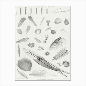 Microscopic Objects, Oliver Goldsmith, 1 Canvas Print