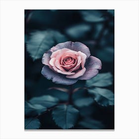 Rose In The Dark 13 Canvas Print