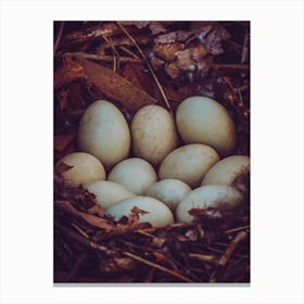 Nest Of Eggs Canvas Print