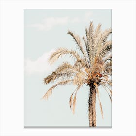 Sun Drenched Palm Tree Canvas Print