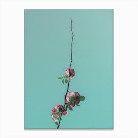 Pink Roses Blossom On A Branch In The Clear Sky. Minimalism Canvas Print