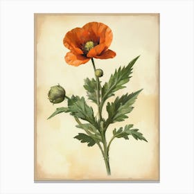 Vintage Of Herbarium Poppy Canvas Print