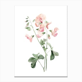 Sweet Peas 1 Canvas Print