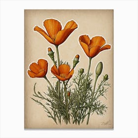 Orange Poppies Canvas Print