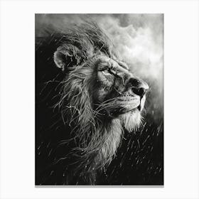 Barbary Lion Charcoal Drawing Facing A Storm 3 Canvas Print