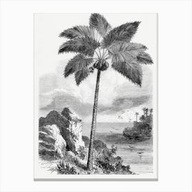 Vintage Palm Tree Art Print _2643183 Canvas Print