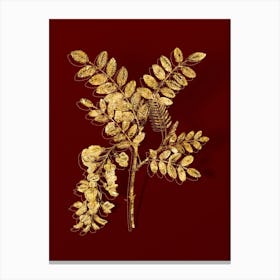 Vintage Black Locust Botanical in Gold on Red n.0536 Canvas Print