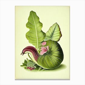 Roman Snail  Botanical Canvas Print