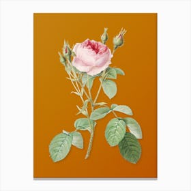 Vintage Double Moss Rose Botanical on Sunset Orange n.0387 Canvas Print