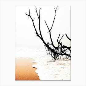 Dead Tree On The Beach Canvas Print