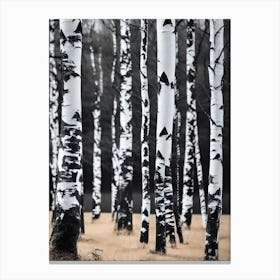 Birch Trees 58 Canvas Print