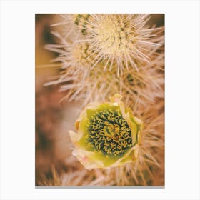 Cactus Flower Canvas Print