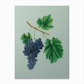 Vintage Lacrima Grapes Botanical Art on Mint Green n.0904 Canvas Print