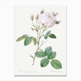 Cabbage Rose White Provence Also Known As Unique Blance, Pierre Joseph Redoute Canvas Print