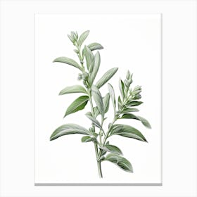 Sage Vintage Botanical Herbs 2 Canvas Print