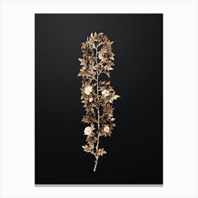 Gold Botanical Cuspidate Rose on Wrought Iron Black n.4724 Canvas Print