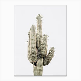 Saguaro Cactus Canvas Print