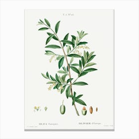 Green Olive, Pierre Joseph Redoute Canvas Print